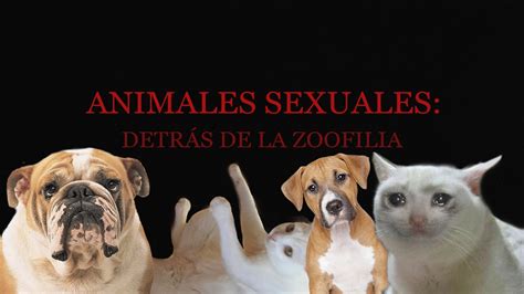 Tube de zoofilia de alta calidad: vídeos porno ...